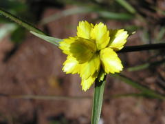 Cyperus sphaerocephalus