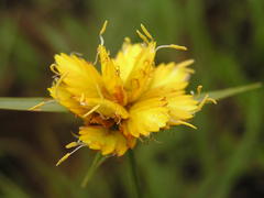 Cyperus sphaerocephalus