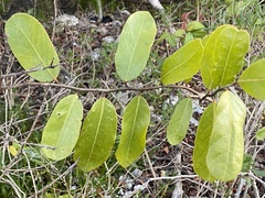 Image of Cynophalla flexuosa