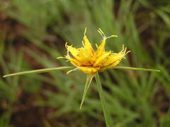 Cyperus sphaerocephalus