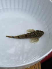 Cottus carolinae