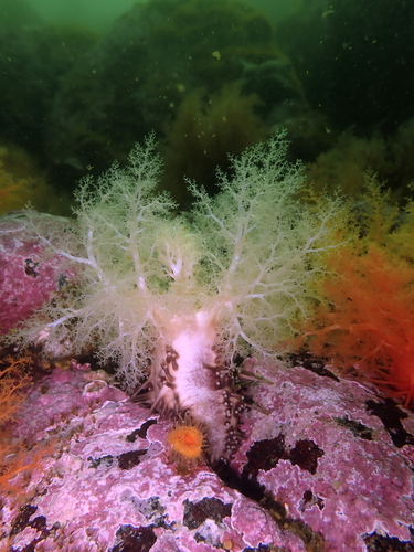 Orange Sea Cucumber, Alberni-Clayoquot, BC, Canada, photo 7 of 10