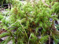Dendroligotrichum dendroides