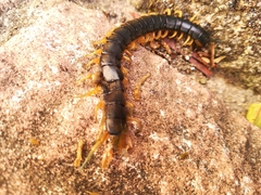 Scolopendra japonica
