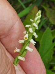 Spiranthes lucida