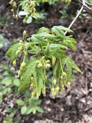 Acer grandidentatum