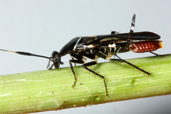 Pseudomops albostriatus