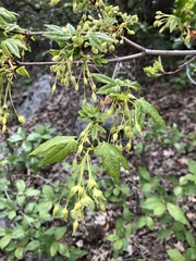 Acer grandidentatum