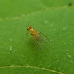 Neogriphoneura