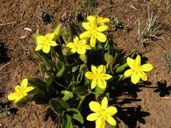 Hypoxis costata