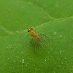 Neogriphoneura