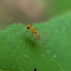 Neogriphoneura