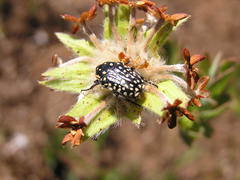 Oxythyrea testaceoguttata