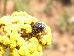 Oxythyrea testaceoguttata