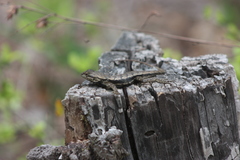 Sceloporus consobrinus