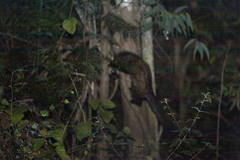 Paradoxurus hermaphroditus