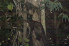 Paradoxurus hermaphroditus