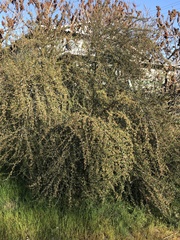 Cercocarpus ledifolius