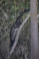 Paradoxurus hermaphroditus