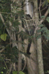 Paradoxurus hermaphroditus