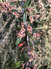 Cercocarpus ledifolius