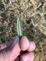 Cercocarpus ledifolius