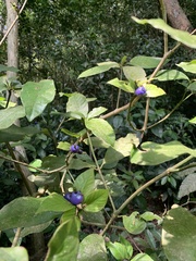 Psychotria suterella