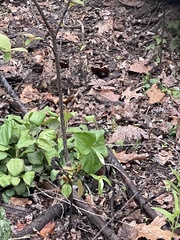 Trillium grandiflorum