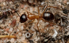 Camponotus terebrans