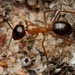 Camponotus terebrans - Photo (c) Daniel Kurek, algunos derechos reservados (CC BY-NC), subido por Daniel Kurek
