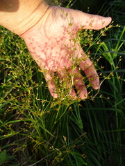 Juncus diffusissimus