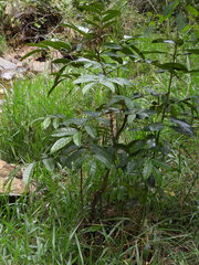 Ormosia antioquensis