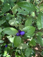 Psychotria suterella