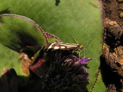 Loxostege venustalis