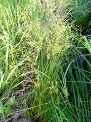 Juncus diffusissimus