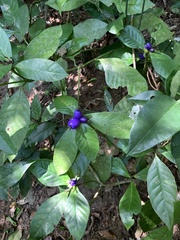 Psychotria suterella