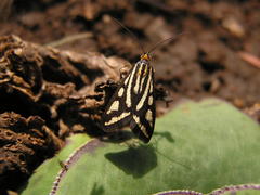 Loxostege venustalis