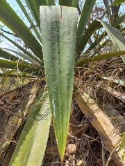 Agave