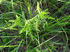 Ambrosia psilostachya