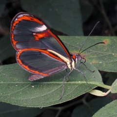 Ithomia agnosia zikani