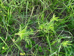 Ambrosia psilostachya