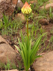 Kniphofia rigidifolia