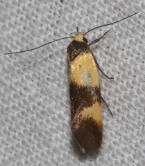 Antipterna euanthes