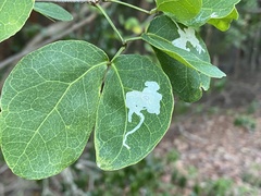 Eucosmophora pithecellobiae