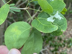 Eucosmophora pithecellobiae