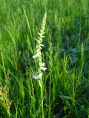 Spiranthes vernalis