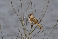 Melospiza melodia