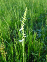 Spiranthes vernalis