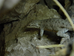 Sceloporus maculosus