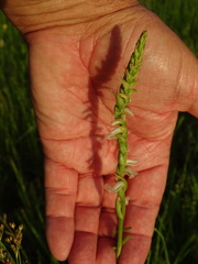 Spiranthes vernalis